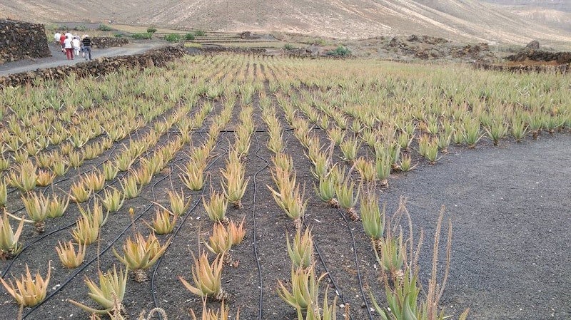 Visit an Aloe Vera estate in Lanzarote