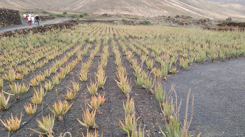 Besuchen Sie ein Aloe Vera Anwesen auf Lanzarote