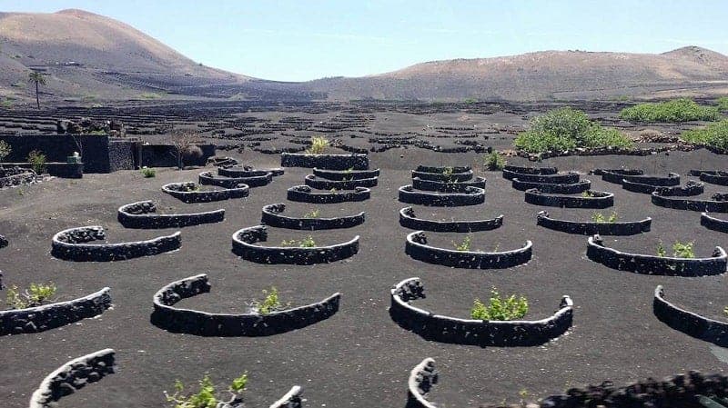 Traditional winefields of La Geria