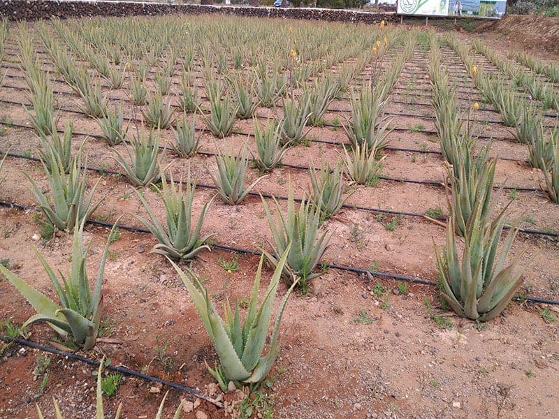 Besuch der Aloe Vera Farm