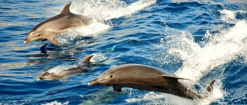 Delfines saltando al lado del barco de la exursión a la playa de Papagayo