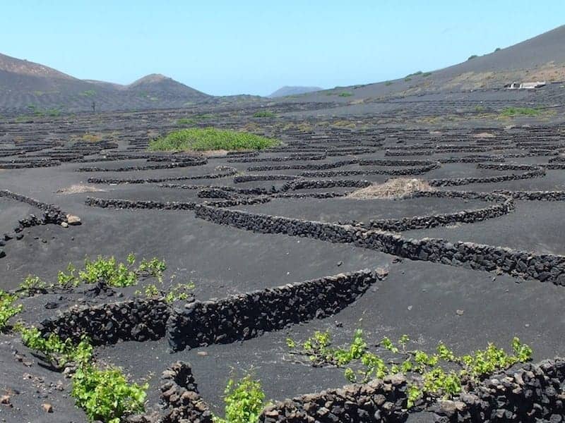 zona vinícola de La Geria