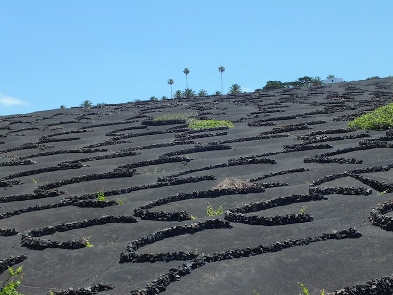 Vine cultivation in La Geria