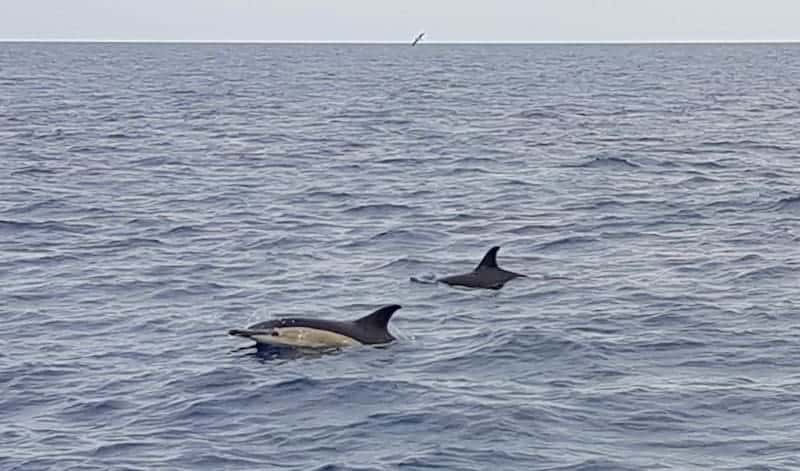 delfines