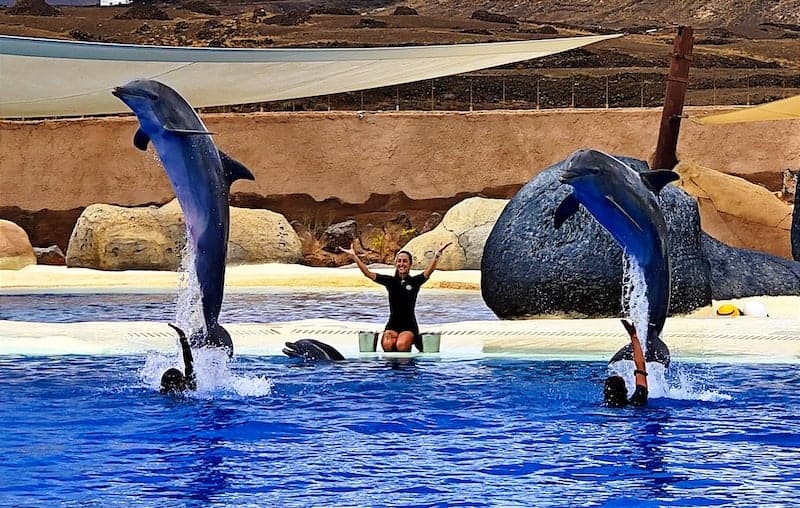 espectaculo delfines