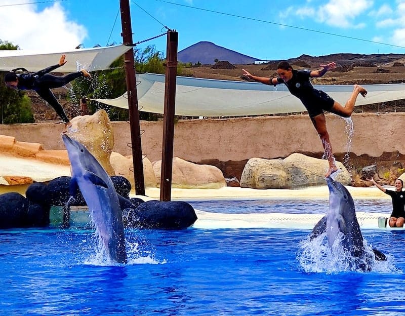 Dolphin show 