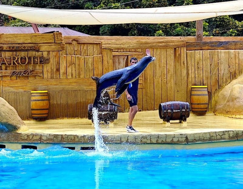 Sea Lions show