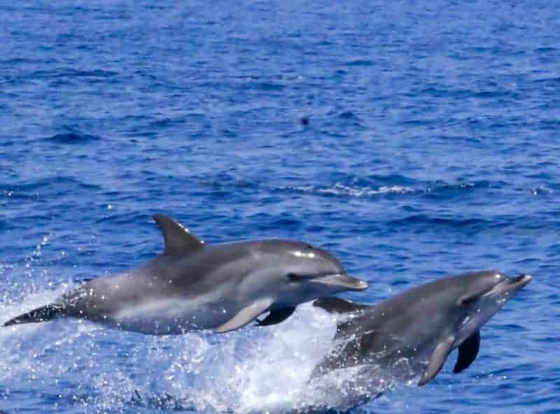 excursiones en barco para ver cetáceos - delfines